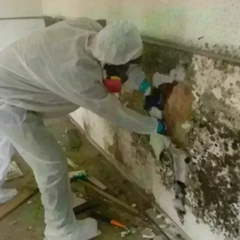 Mold Remediation and Removal in Sulphur, LA